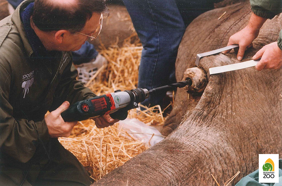 Egykori hím elefántunk agyarműtétje 1994-ben: ilyen hatalmas fognál a fogászati fúró is tekintélyes méretű