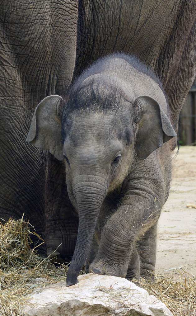 Asha, az elefántborjú