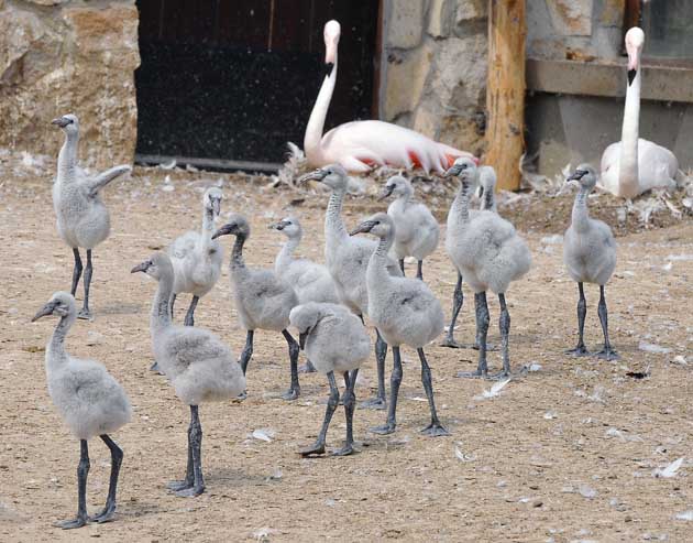 15 flamingó fióka