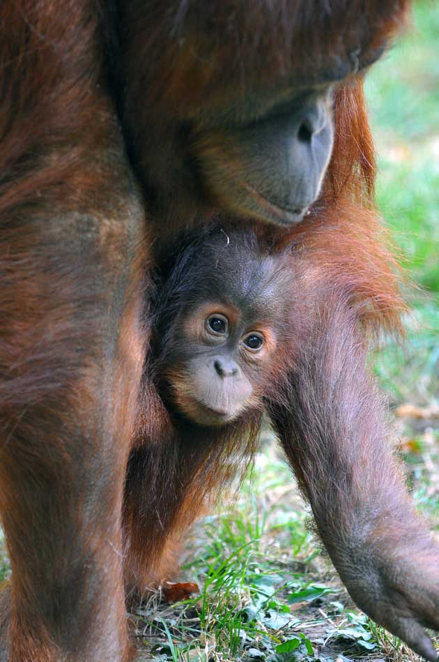 Moira, az orangutan