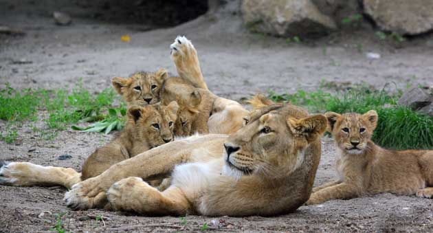 7 indiai oroszlánkölyök