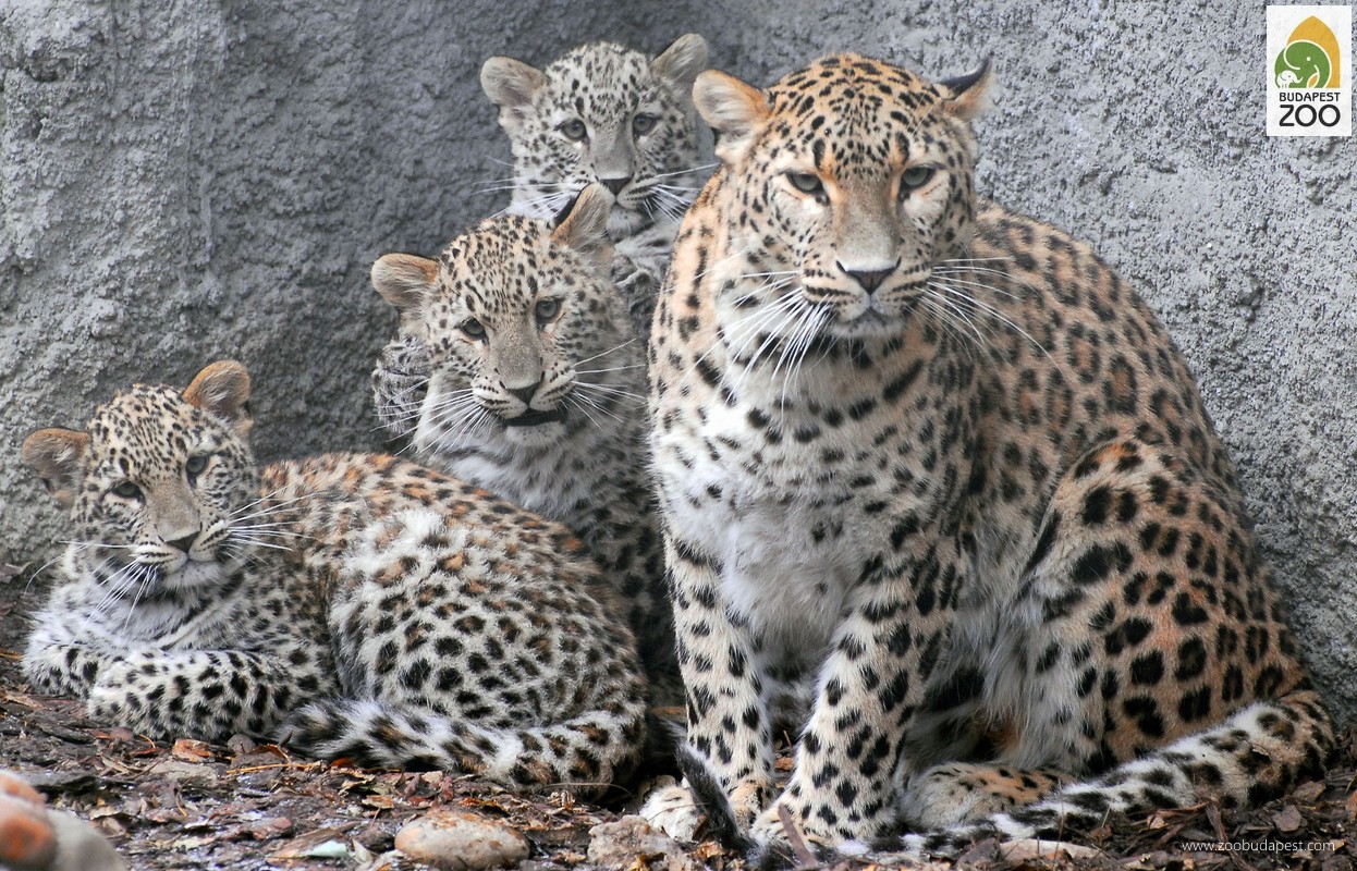 A veszélyeztetett perzsa leopárdok Állatkertünkben többször is szaporodtak, Cezi, az anyaállat négy alomból összesen hét kölyköt nevelt fel; a képen a 2007-ben született kölykökkel látható