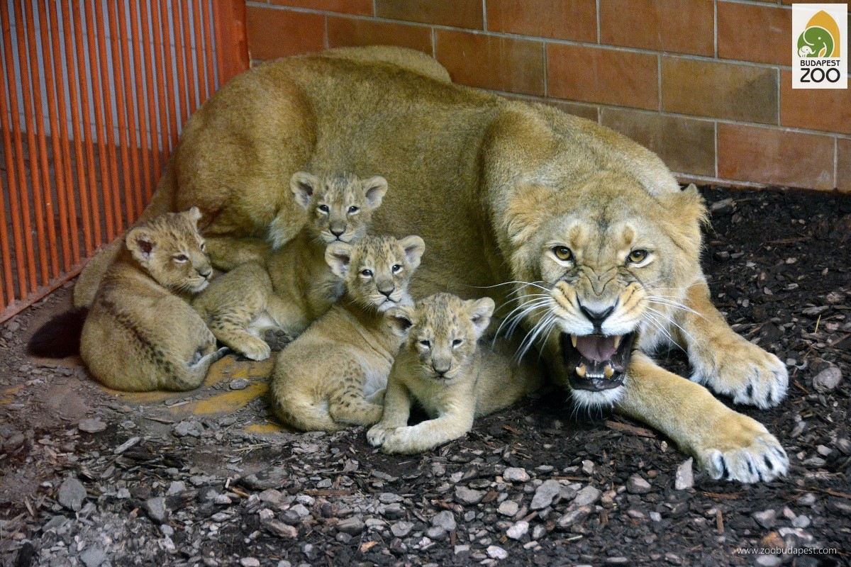 A veszélyeztetett indiai oroszlánokkal csak néhány éve foglalkozunk, de ez idő alatt két alomból összesen hét kölyök született és nőtt fel sikeresen