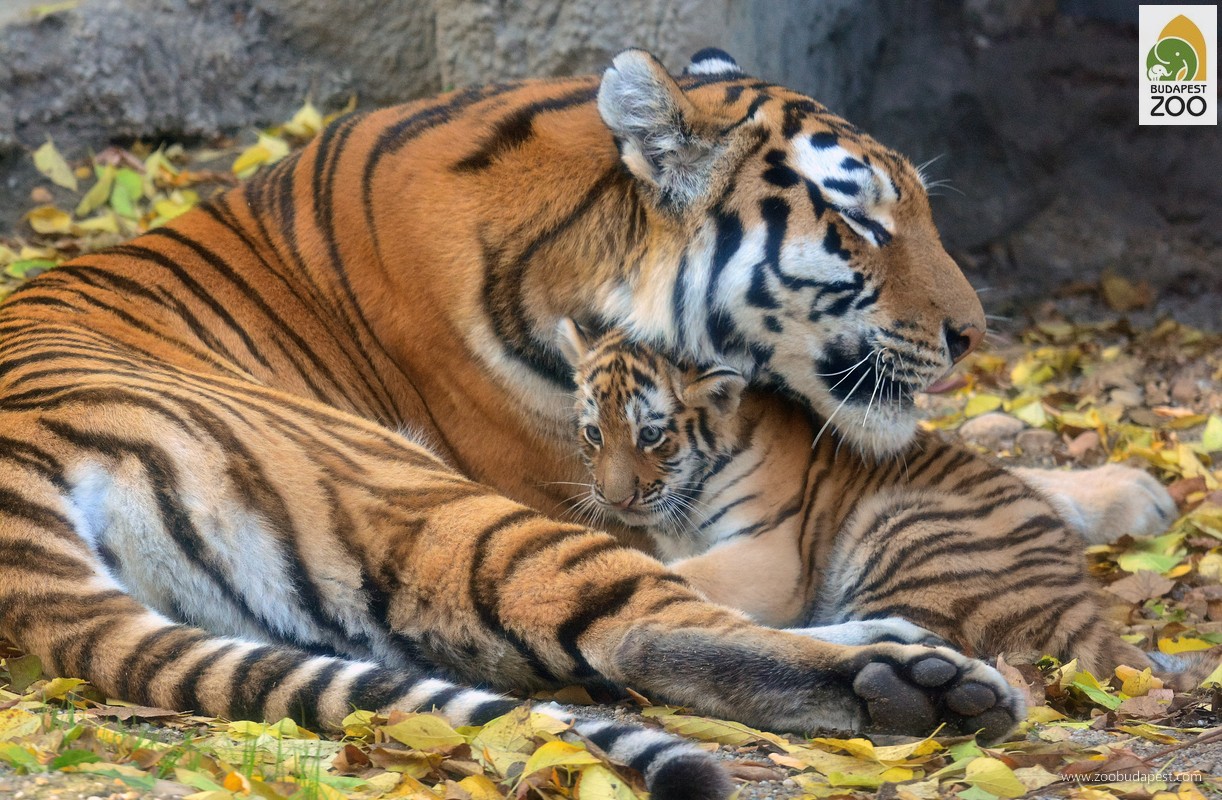 A veszélyeztetett szibériai tigrisek tartásának és szaporításának nagy hagyományai vannak Állatkertünkben; a felvételen Niva, az anyaállat látható egyik 2013-ban született kölykével