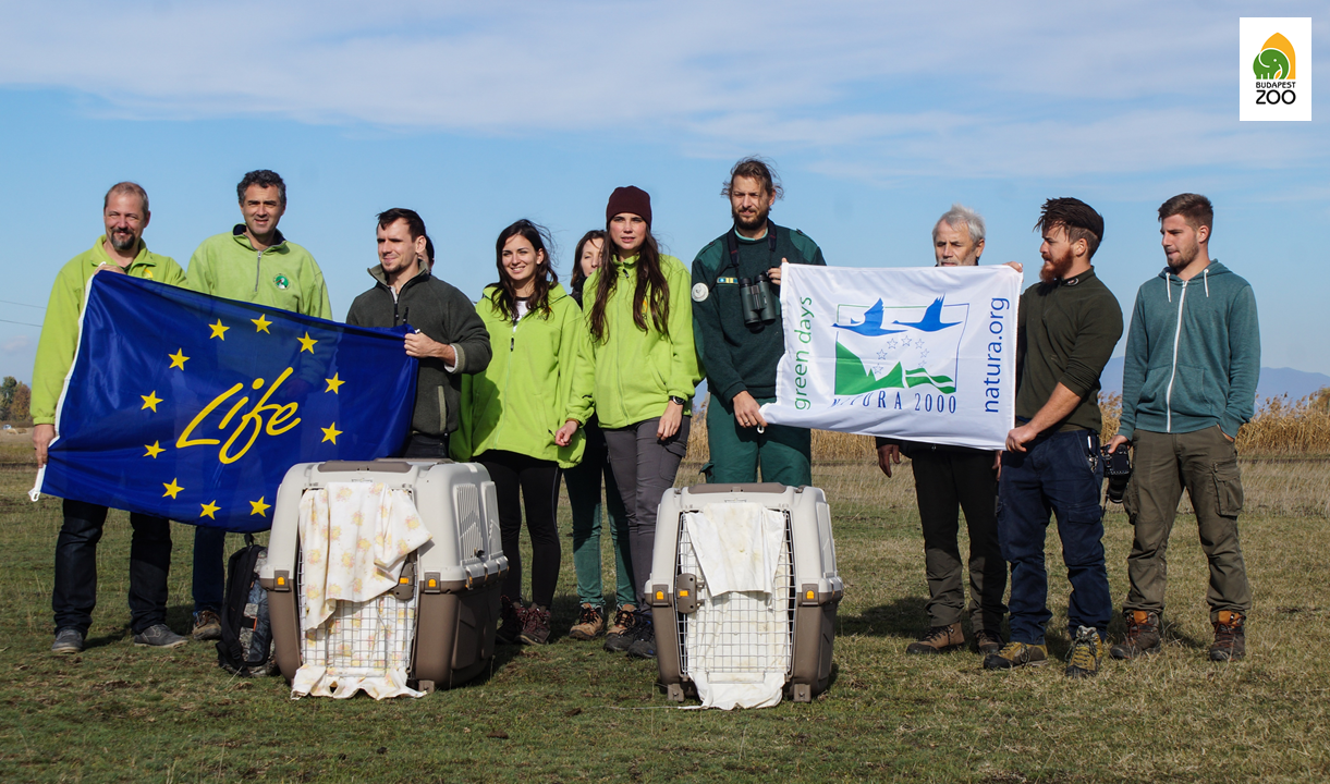 A szabadon engedés résztvevői: a Hortobágyi Nemzeti Park, a Magyar Madártani és Természetvédelmi Egyesület, illetve a Fővárosi Állat- és Növénykert szakemberei