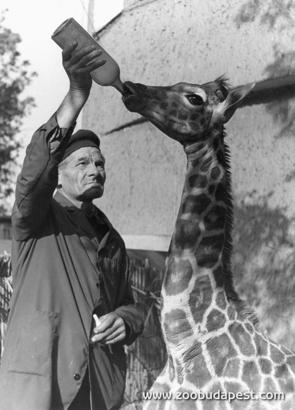 Az 1972. július 10-én született Amál nevű zsiráf nevelésébe a gondozóknak is be kellett segíteni. A képen Vass Imre főápoló eteti az állatot