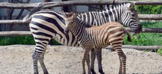 Species list | Zoo in the heart of Budapest