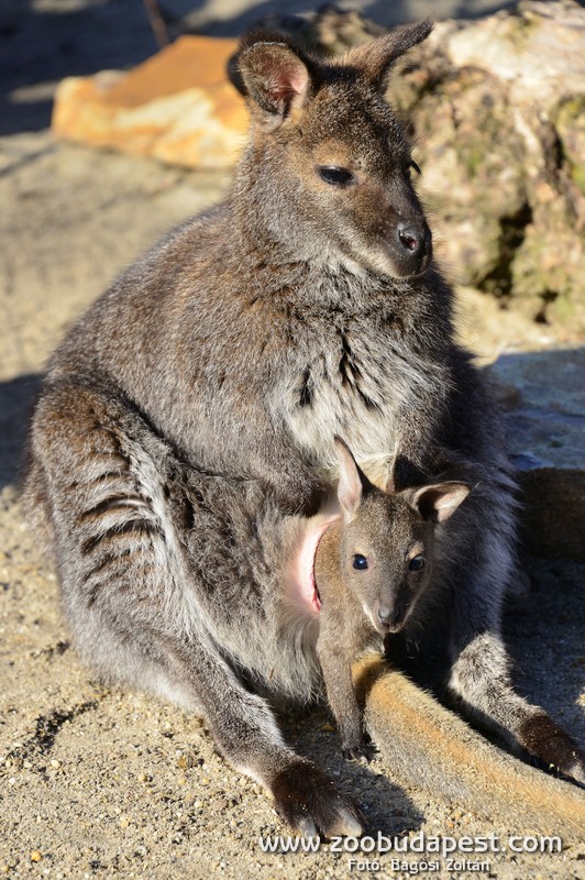 Ausztrália főként az ott élő erszényesekről, például a kengurukról ismert: a képen látható Bennett-kenguru a közepes méretű kengurufajok közé tartozik