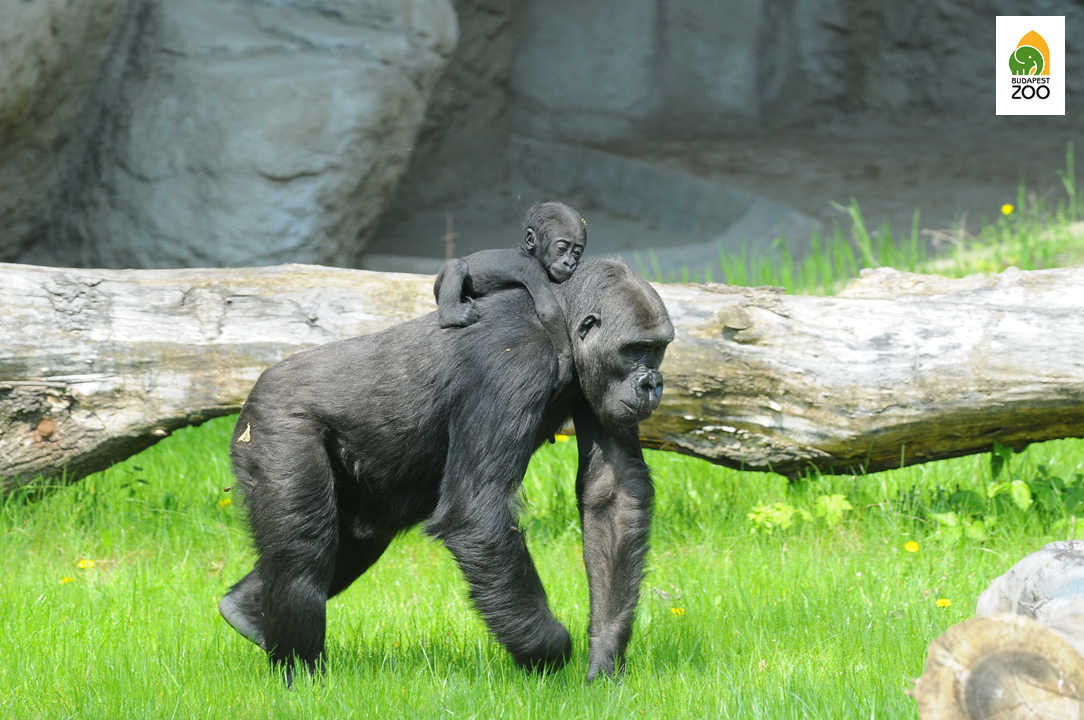 Gorilláinknál rendszeres a gyermekáldás, jelenleg is van náluk cseperedő kölyök