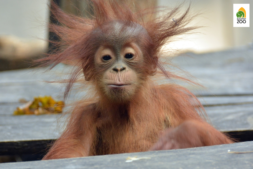 A szumátrai orangutánok is kritikusan veszélyeztetett állatok, de minden nálunk született kölyökkel javul annak esélye, hogy ezek az emberszabásúak nem tűnnek el a földi élet színpadáról