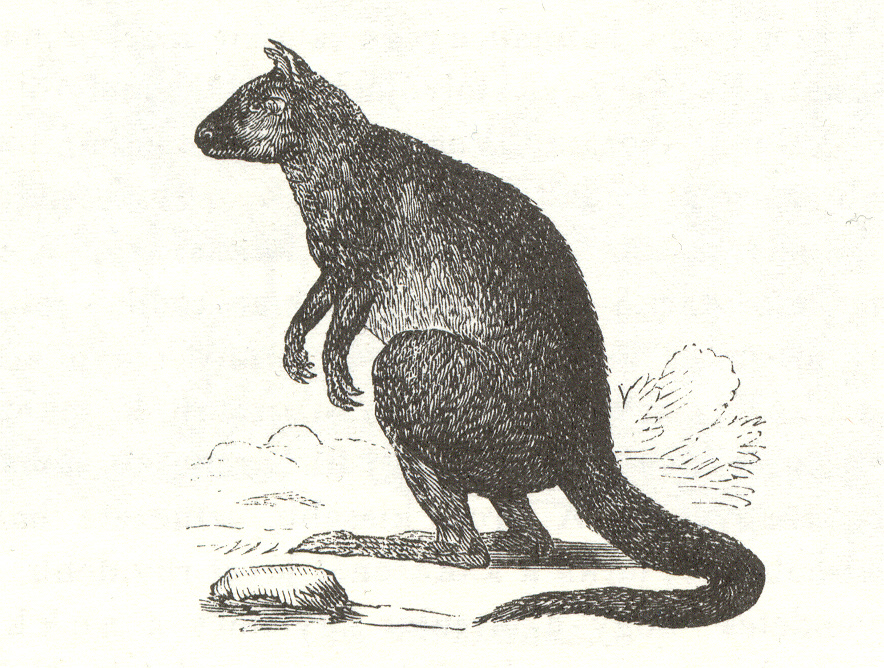 01 - Derby-kenguru rajza az Állatkert első, 1866-ban megjelent útmutatójából