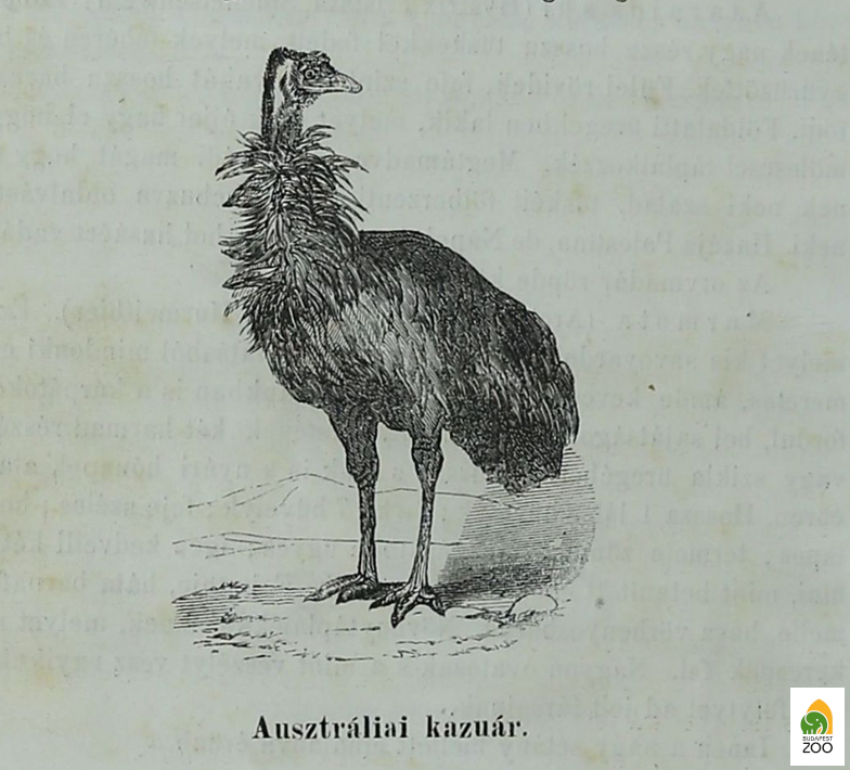 Az „ausztrál kazuár” (azaz valójában emu) ábrája az Állatkert első, 1866-ban megjelent útmutatójában