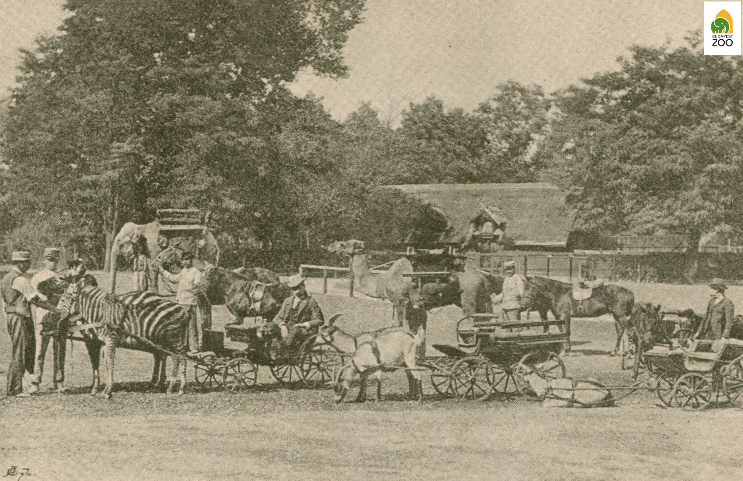 01 – Lovagló tér az Állatkertben 1893-ban. A kép bal szélén láthatók a kocsiba fogott fiatal alföldi zebrák, de volt póni- és kecskefogat, hátasló, elefánt és teve is 