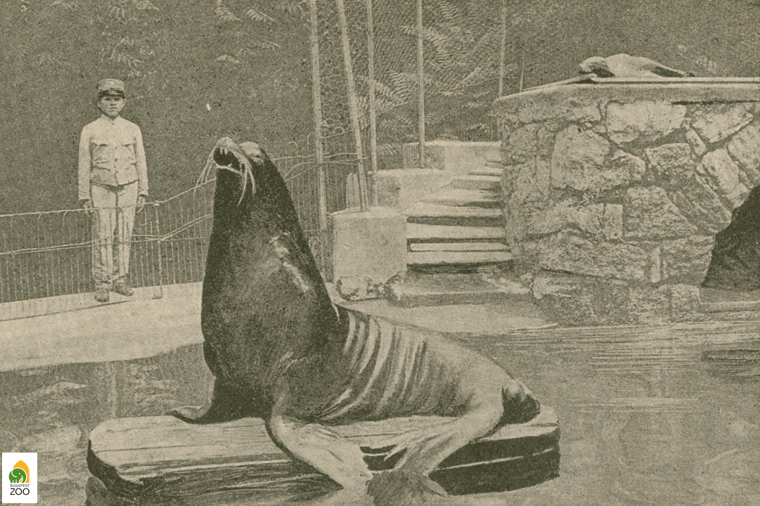 Kristóf, az 1893-ban érkezett oroszlánfóka gondozójával. A háttérben a nőstény állat is látható.