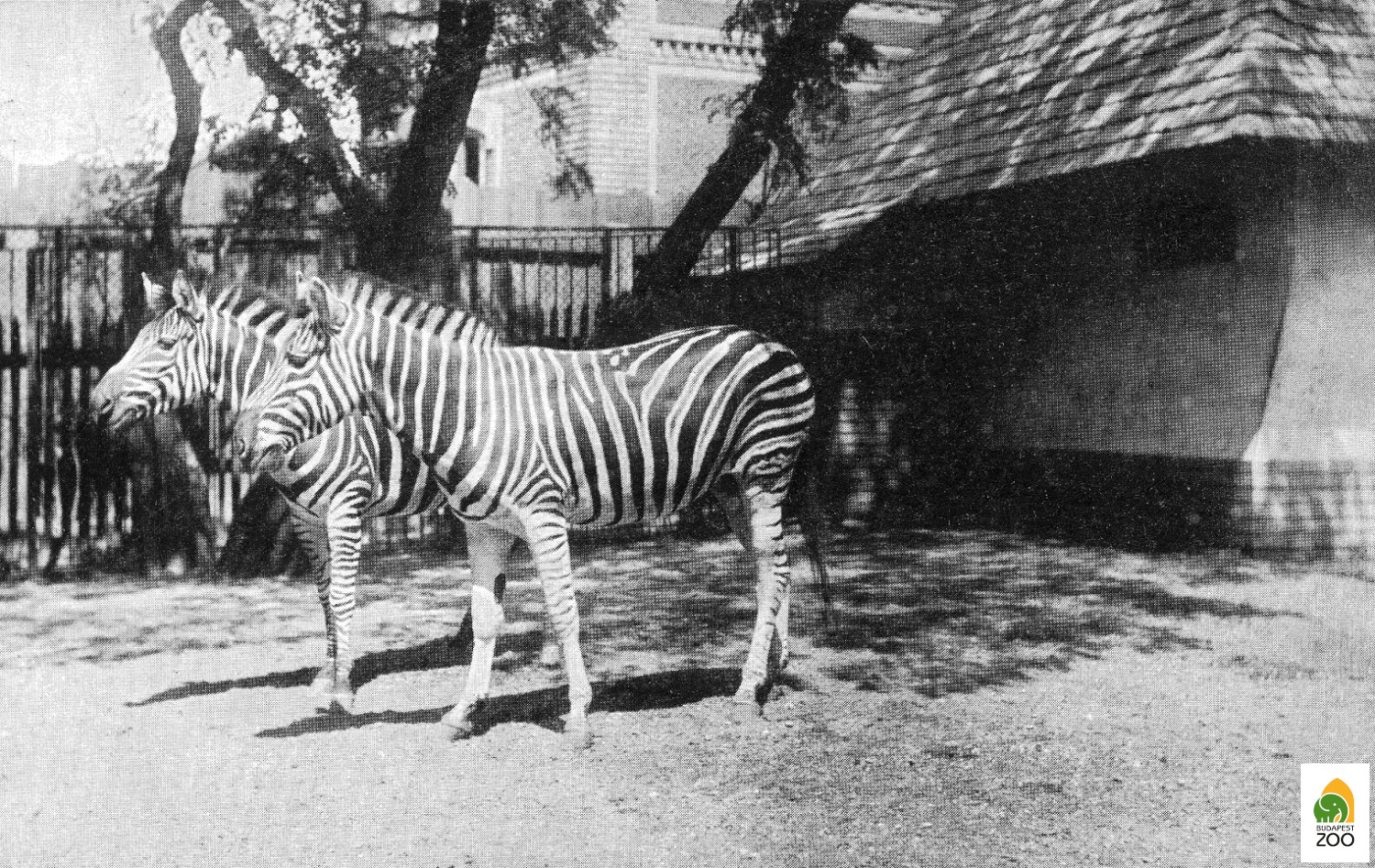02 – Az 1911-ben érkezett alföldi zebra pár az egykori zebraistálló kifutójában 