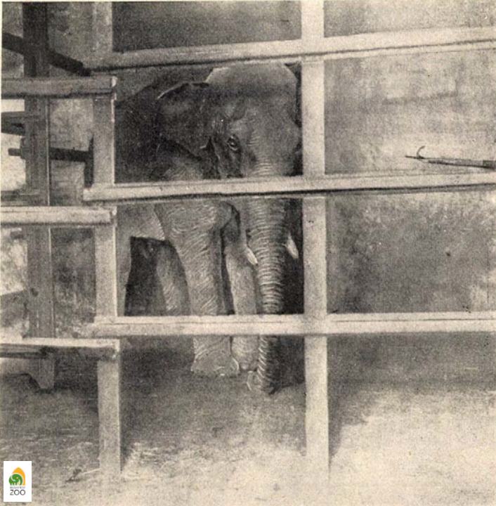 02 - A legrégibb fennmaradt fotó Sziámról, az 1900-ban Ferenc József ajándékaként érkezett elefántról. A fotó 1908-ban készült