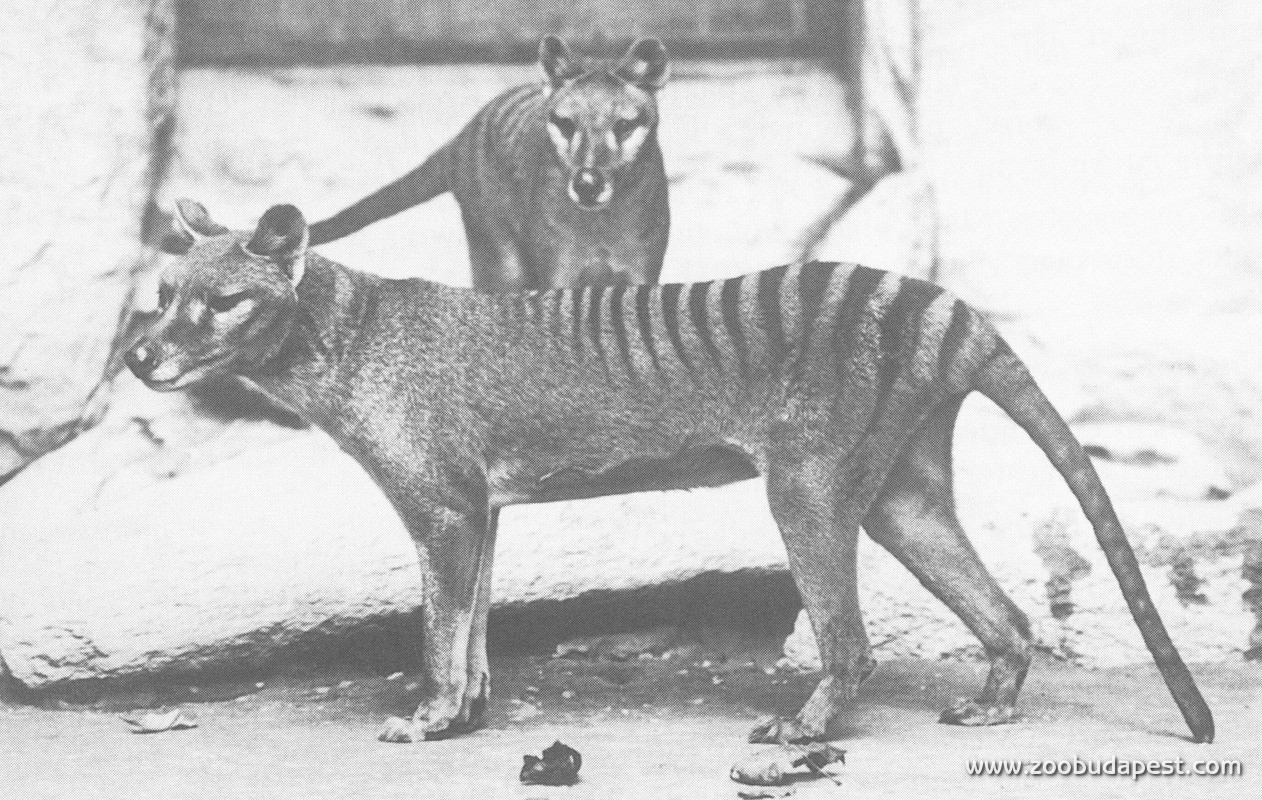 Erszényes farkasok a washingtoni Nemzeti Állatkertben 1905-ben. Ez a faj azóta kipusztult 