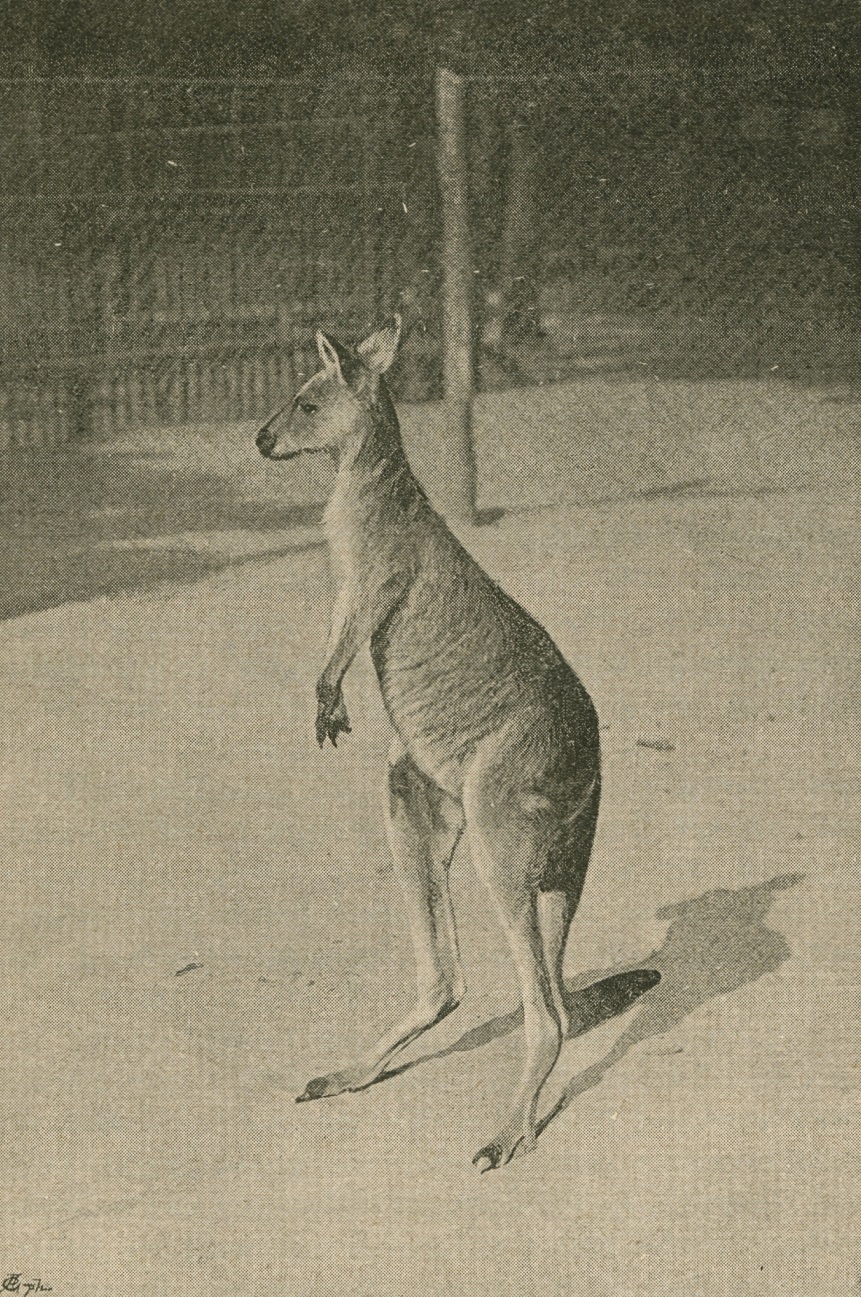 02 - Kormos kenguru, más néven nyugati szürke óriáskenguru 1894-ben