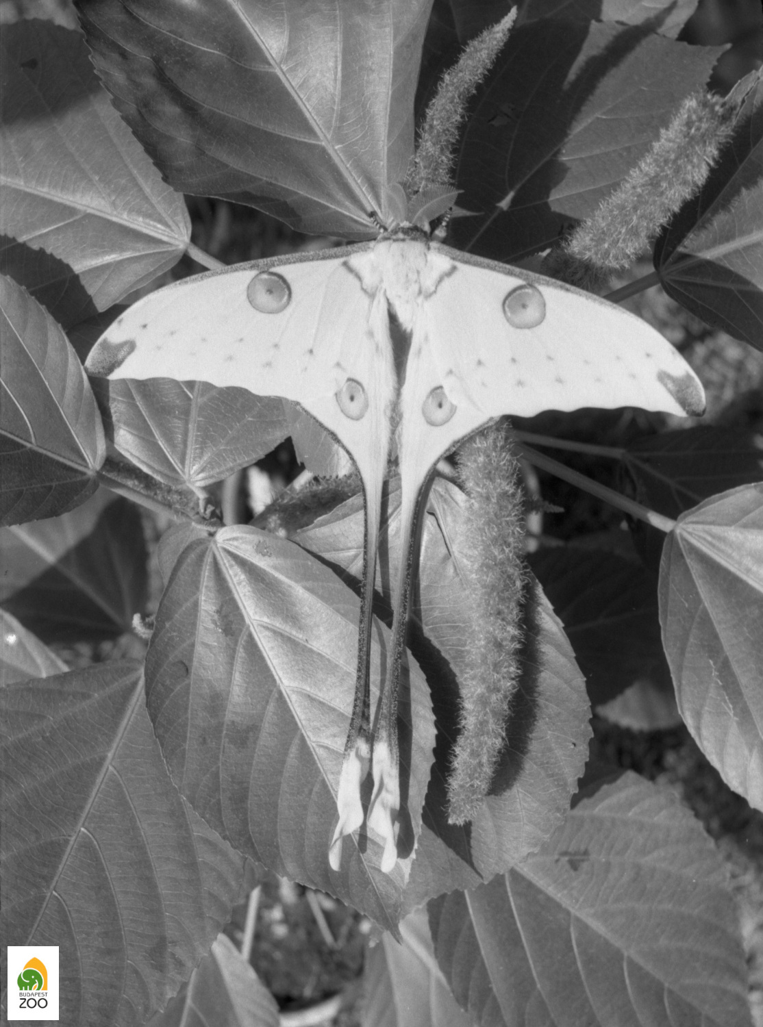 02 – Madagaszkári óriás szövőlepke: az 1965-ben bemutatott fajok egyike. Kapocsy György felvétele 