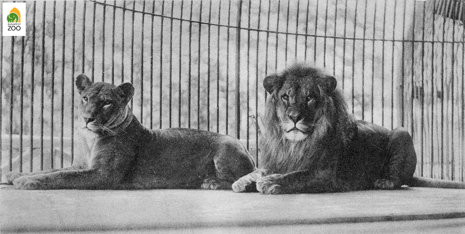 02 - Az Állatkert oroszlánjai 1894-ben. Divald Károly felvétele