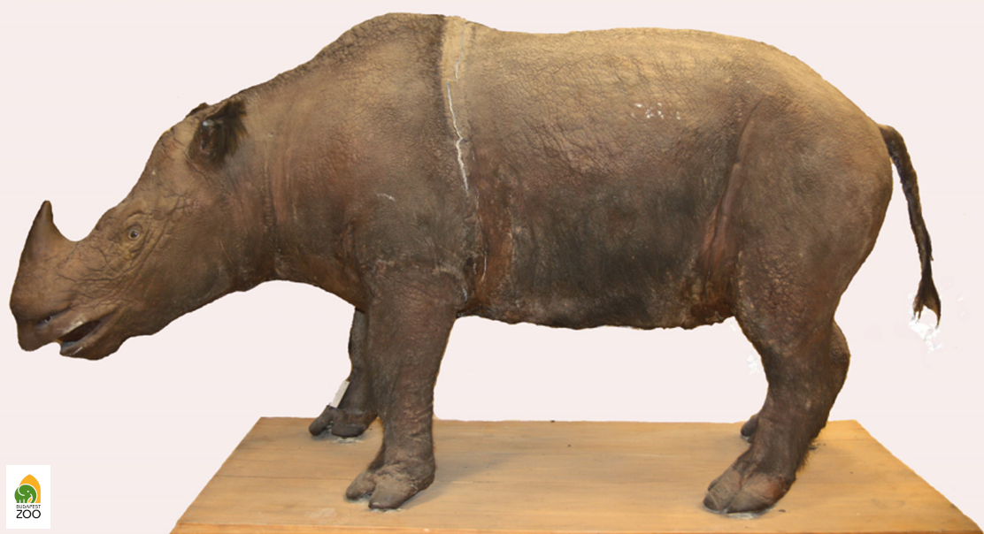 Az 1894-ben érkezett szumátrai orrszarvú maradványai halála után a Természettudományi Múzeum gyűjteményébe kerültek: dermoplasztikája ma is megvan