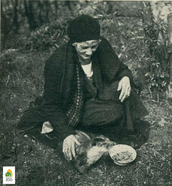 Cerva Frigyesné az általa nevelt fiatal vidrával (1925). Hölzel Gyula felvétele