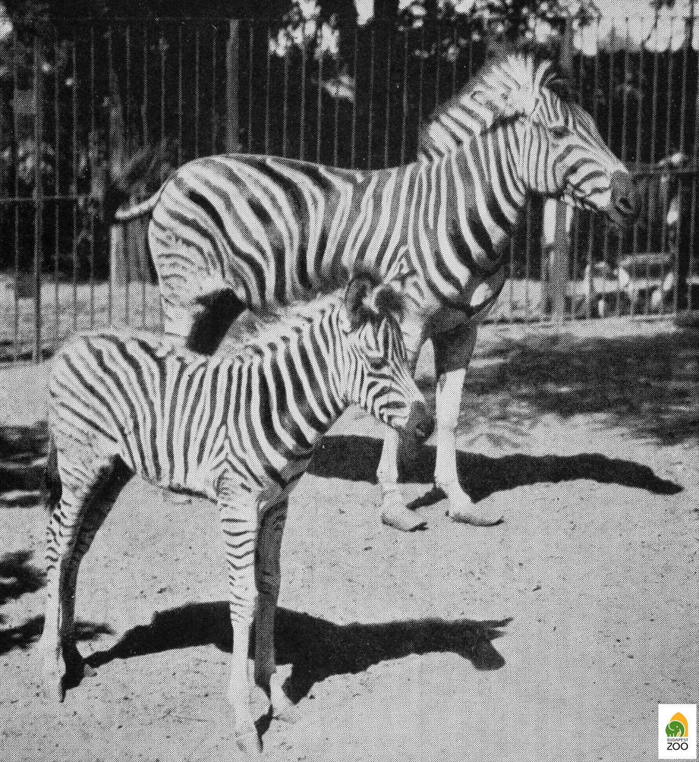 03 – Eszti első csikójával, az 1930. július 6-án világra jött Kicsivel, aki az első Magyarországon született zebra volt. Hölzel Gyula felvétele 