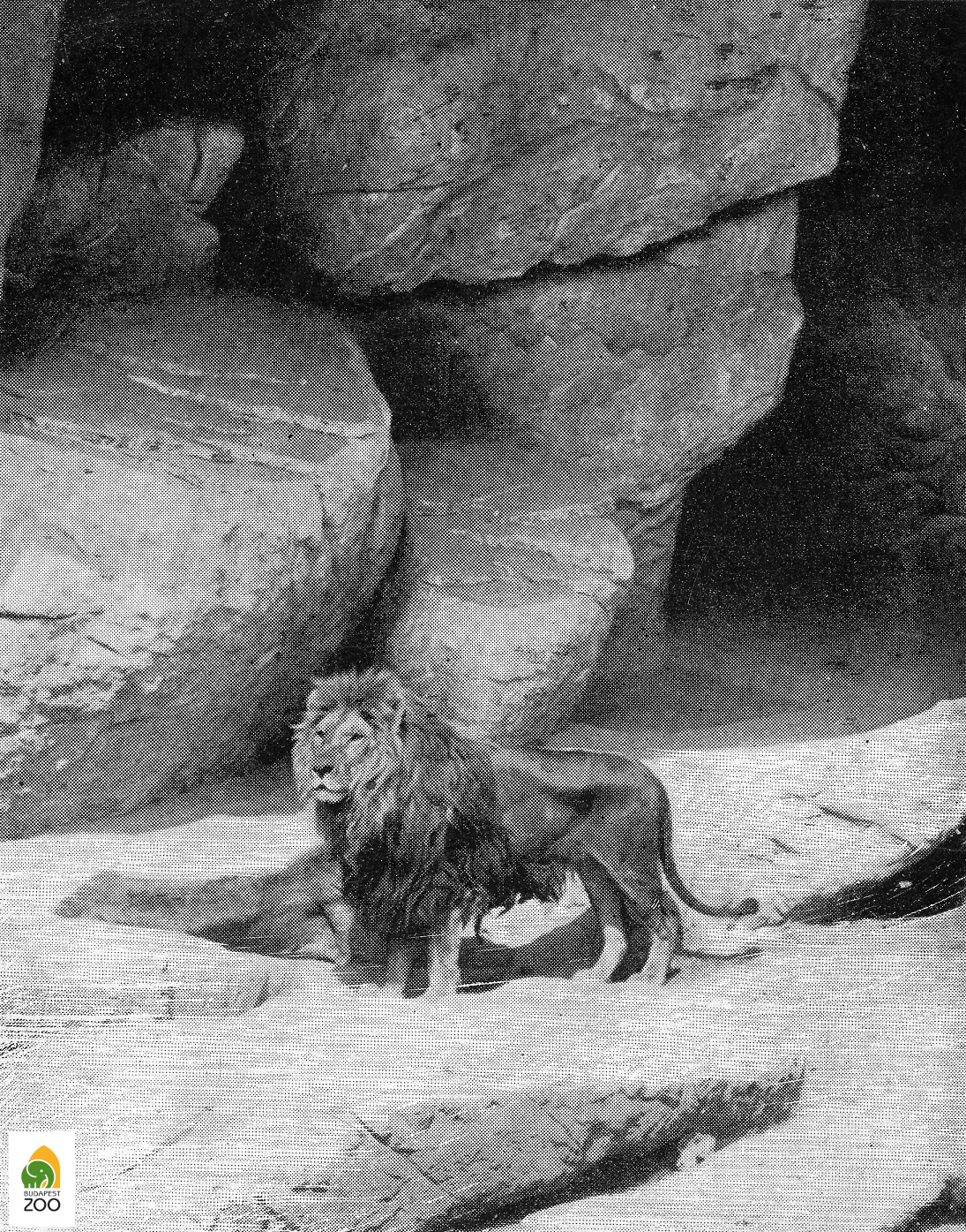 03 - Leo, az 1911-ben érkezett hím berber oroszlán. A felvétel 1914 táján készülhetett
