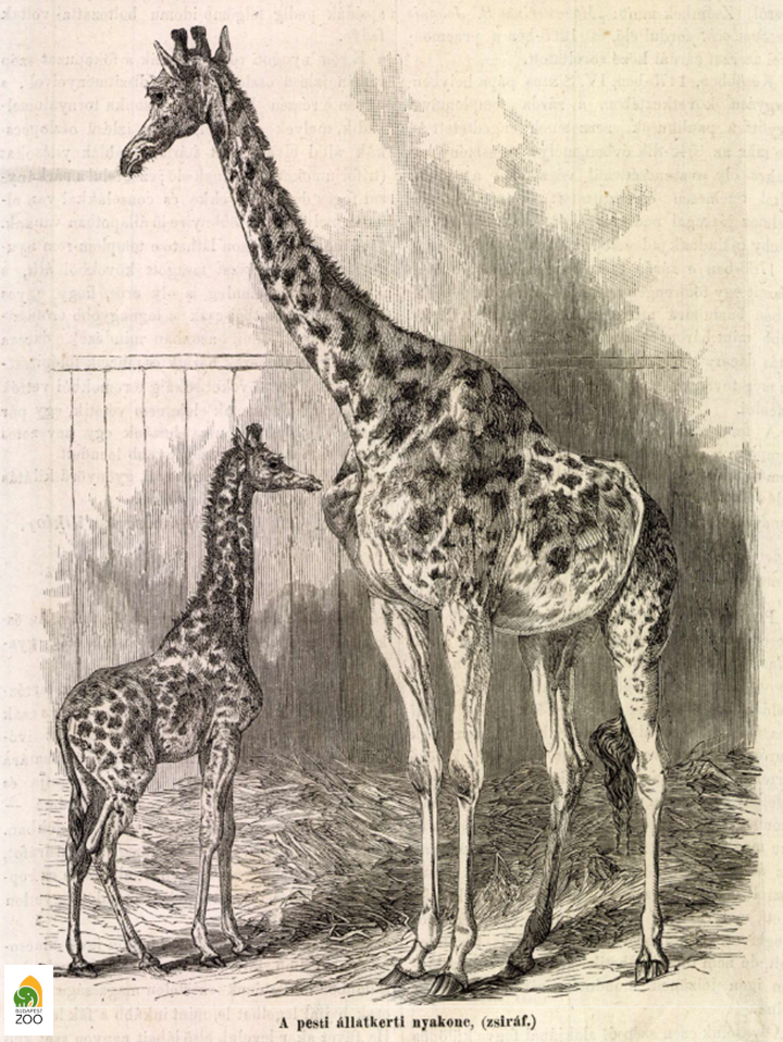 Az 1868 augusztusában született zsiráfborjúval Állatkertünk a negyedik lett a világon, ahol zsiráf született