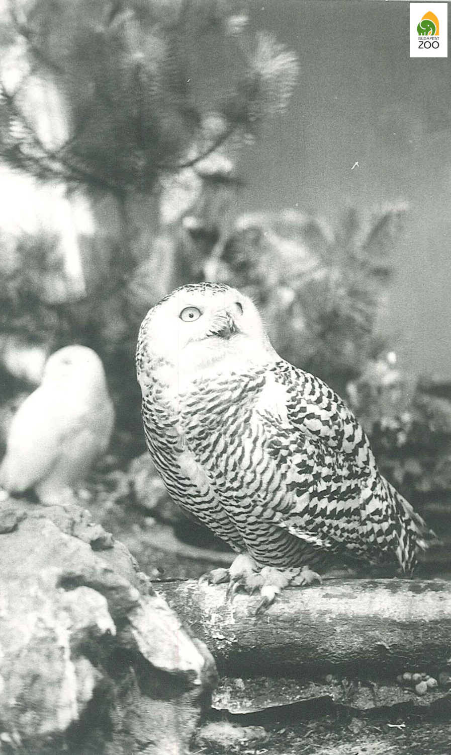 Hóbagoly tojó az 1930-as években, a háttérben a párja is látható. Hölzel Gyula felvétel