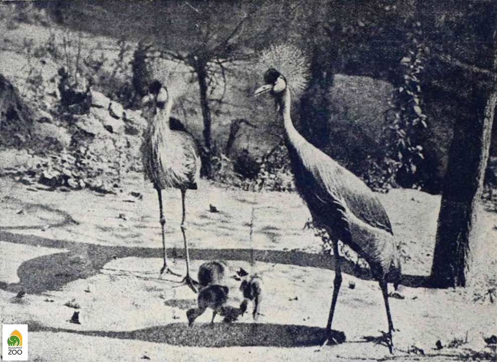 03 - Az 1918. szeptember 4-én kikelt szürkenyakú koronásdaru fiókák a szülőpárral. Ez korábban az egész világon csak egyetlen állatkertben sikerült