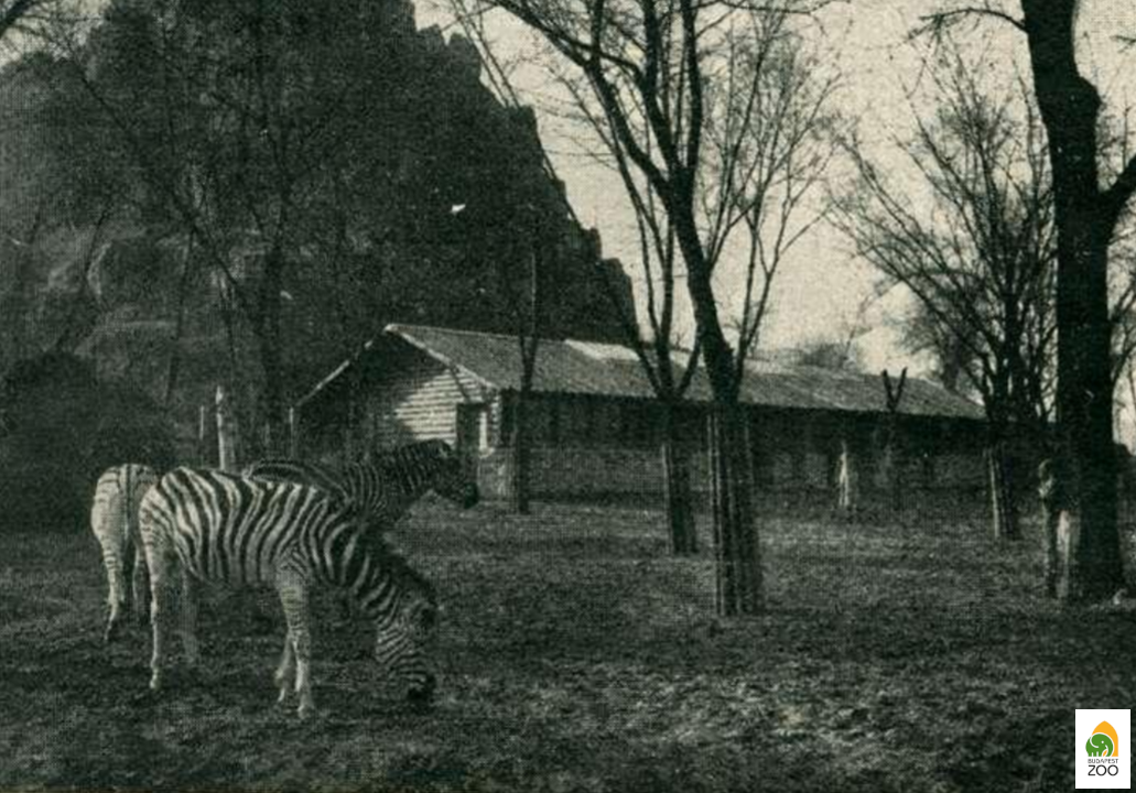04 – Eszti, Kicsi és Darázs, az Állatkert korabeli zebrái ismerkednek az újonnan elkészült Afrika-kifutóval (1931). Márton Jenő felvétele 