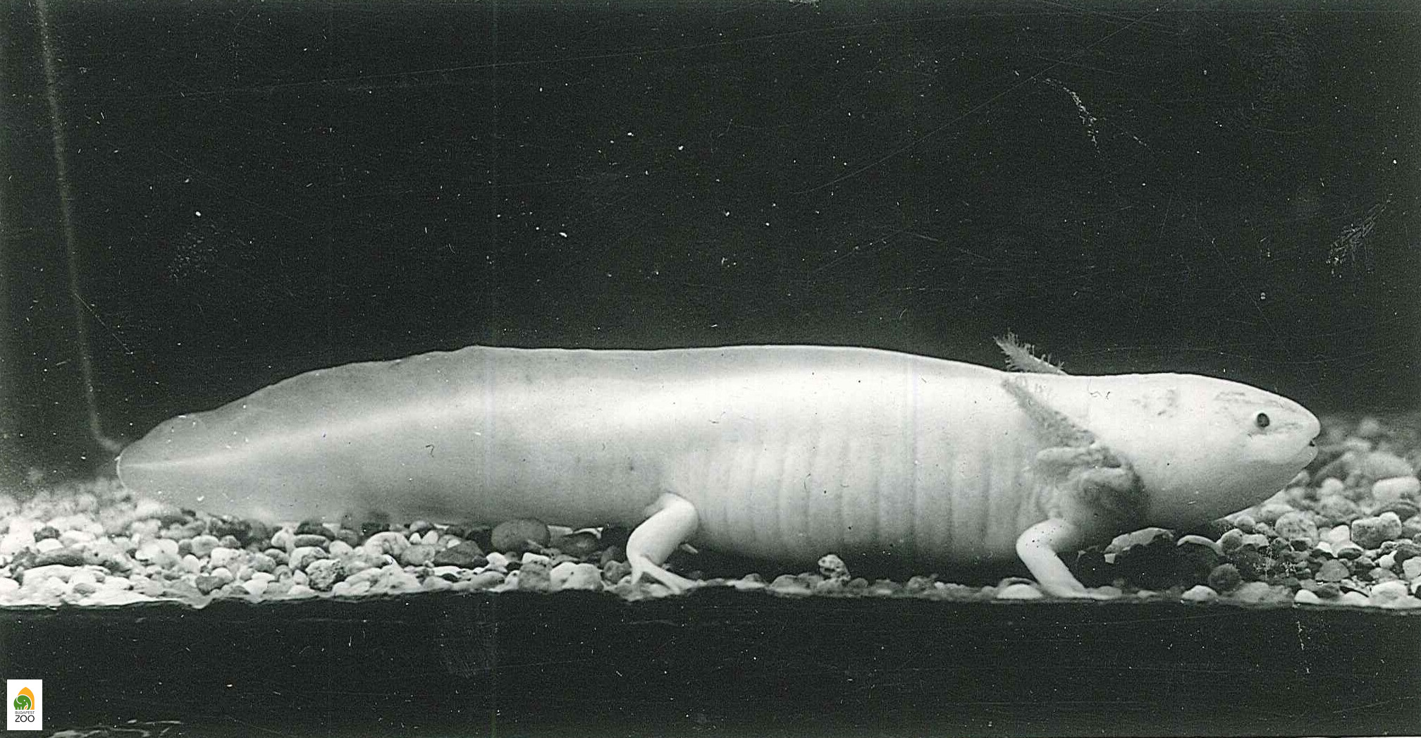 04 - Mexikói axolotl 1959-ben. Szelei László felvétele