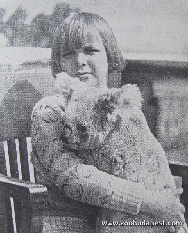 Az első koalák egyike, amelyek San Diegóba kerültek. A felvétel 1926-ban készült 