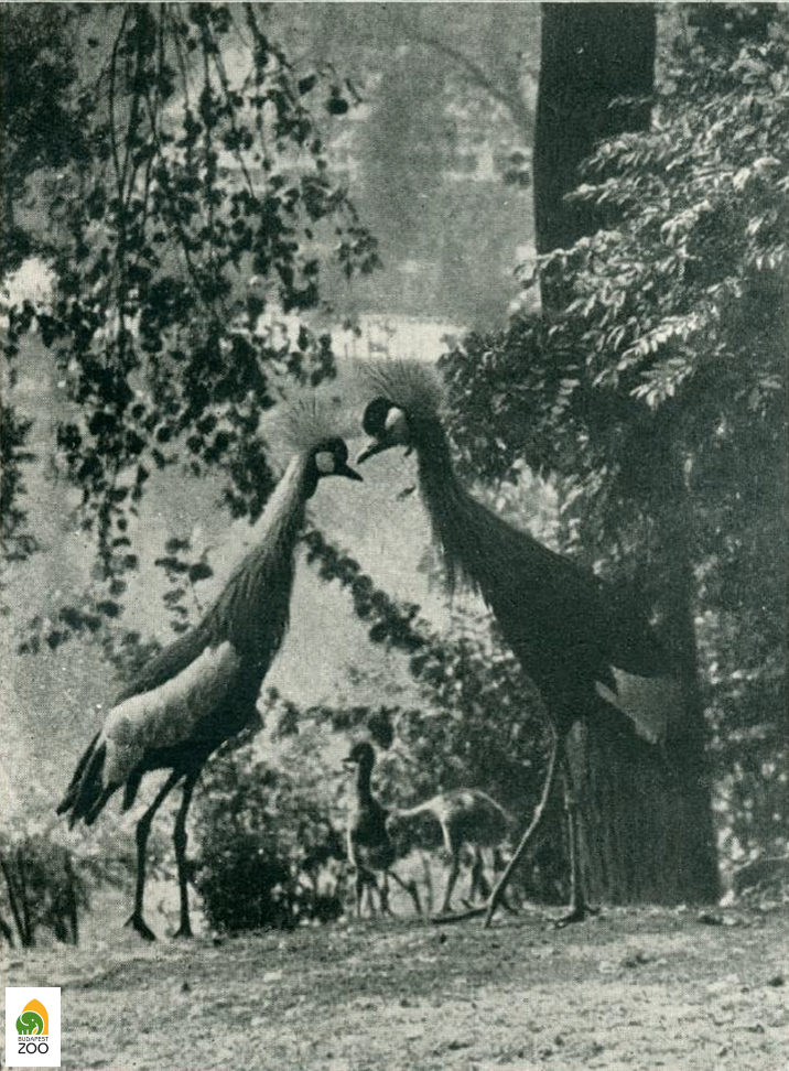 04 - Az 1936. augusztus 4-én kikelt két fióka anyja szürkenyakú, apja pedig feketenyakú koronásdaru volt. A két közeli rokonságban álló faj képes kereszteződni egymással. Hölzel Gyula felvétele
