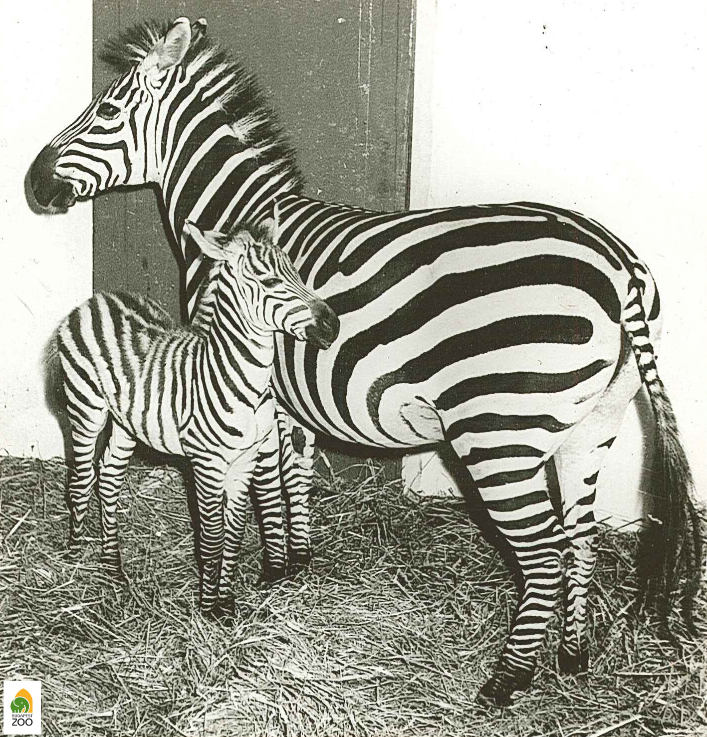 05 – Böhm-zebra csikójával (1960). Szelei László felvétele 