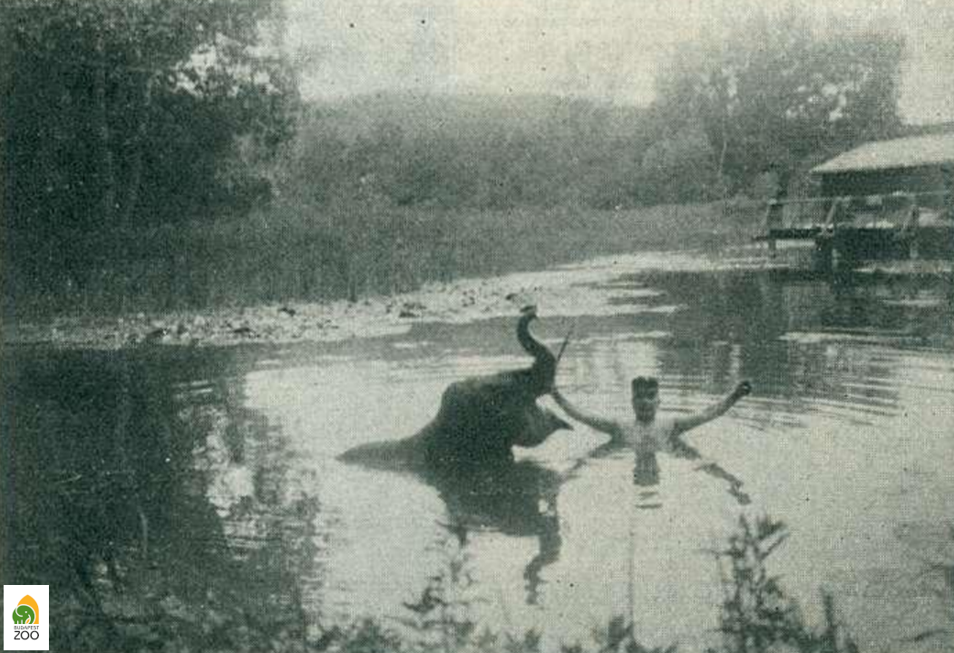 05 - Nelly, a lábfájós, fiatal elefánt gondozójával a hévízi tóban fürdőzik (1914). Simon József felvétele