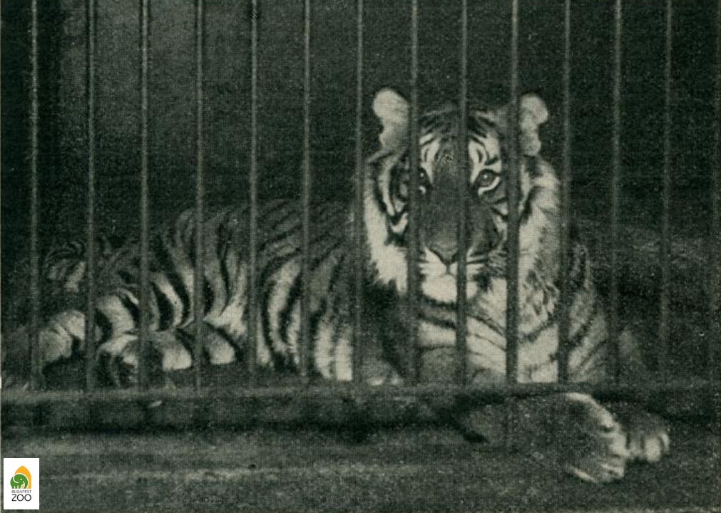 Seriff, az 1930. október 11-én született tigris tizenhat hónapos korában. Anya (Saxa) jávai, apja (Emír) pedig bengáli tigris volt. Seriff 1935-ben a Bécsi Állatkert lakója lett