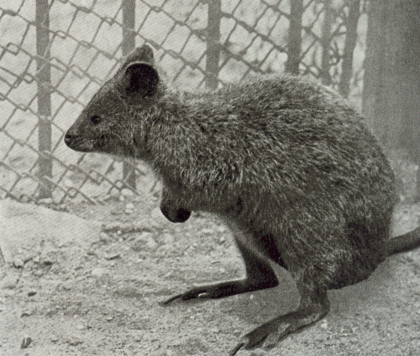 05 - Az 1958-ban érkezett kurtafarkú kenguruk egyike. A quokka néven is ismert faj napjainkban az internet sztárja, mert ábrázata szemből olyan, mintha mindig mosolyogna. Szelei László felvétele