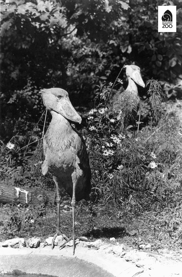 05 - Kapocsy György 1973-ban készült felvétele a papucscsőrű madarakról