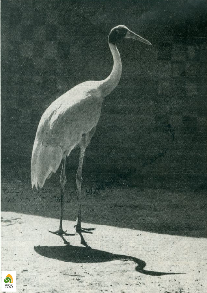 06 - Antigoné-daru (1940). Denkstein Jenő felvétele