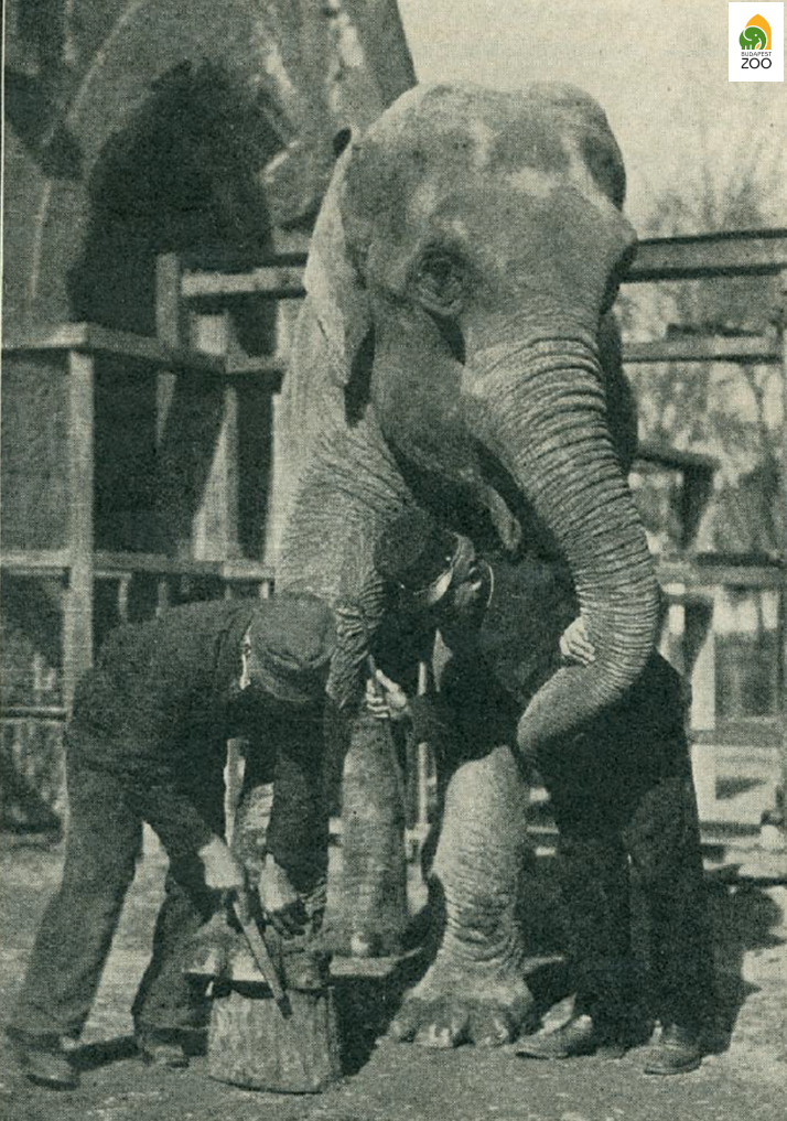 06 - Jenny, az 1927-ben érkezett elefánthölgy. A képen épp a lábát ápolják a gondozók. Hölzel Gyula felvétele 1934-ből