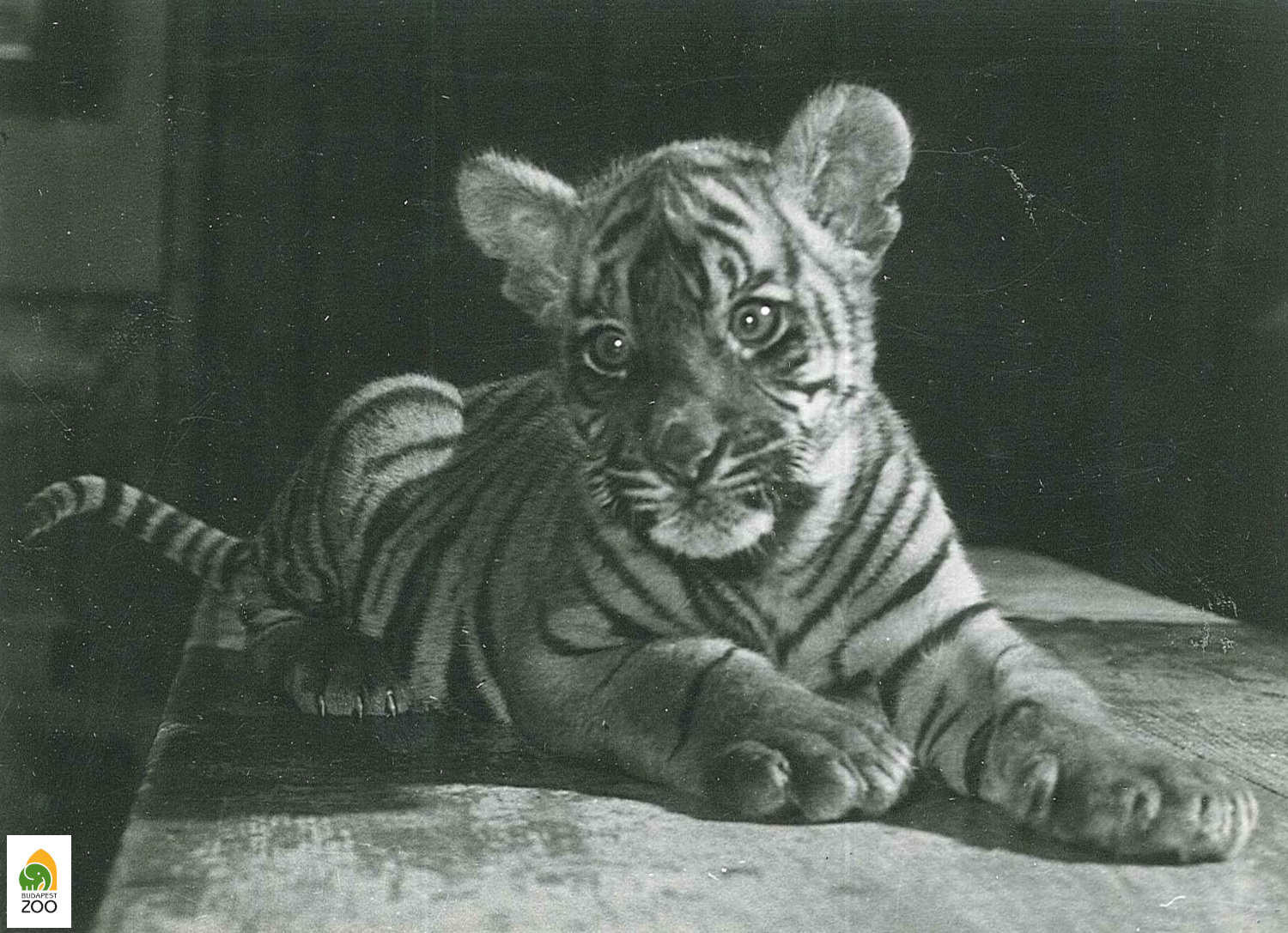 Nahar, az 1959. október 4-én született szunda, azaz jávai tigris kölyök. Szülei, Fatima és Bengál az Állatkert első tigrisei voltak a második világháborút követően. Szelei László felvétele
