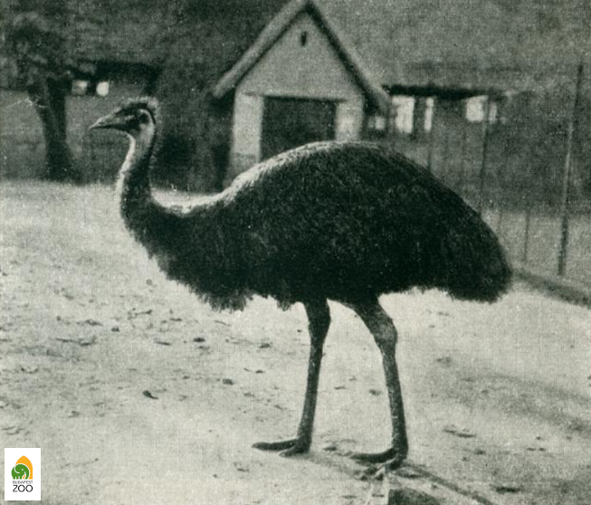 Emu az Állatkertben (1942). Denkstein Jenő felvétele