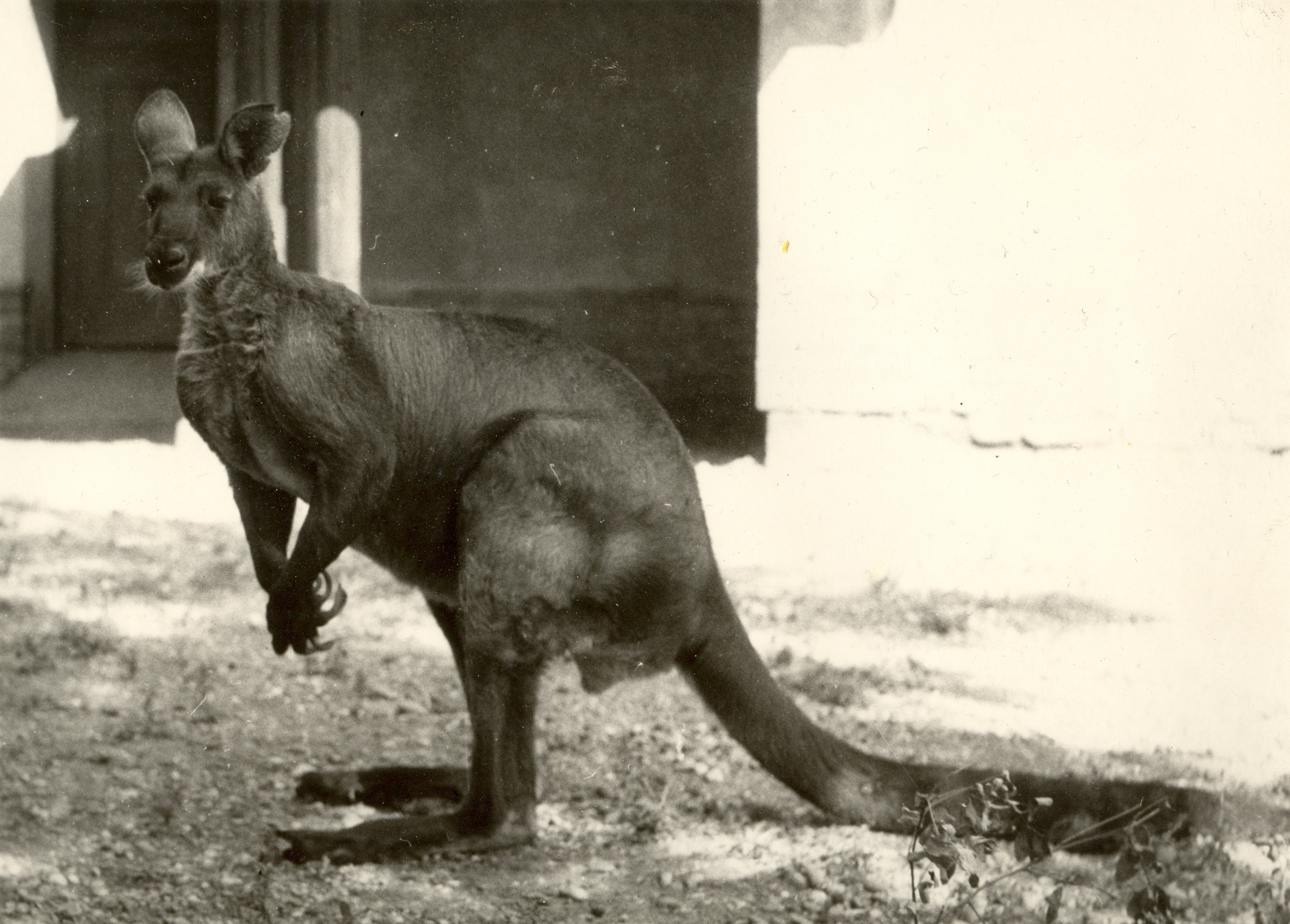 06 - Ezt a hím hegyikengurut 1958-ban kaptuk ajándékba a nyugat-ausztráliai Perth állatkertjétől. Egy nőstény is érkezett vele, 1960-ban pedig kölykök is született