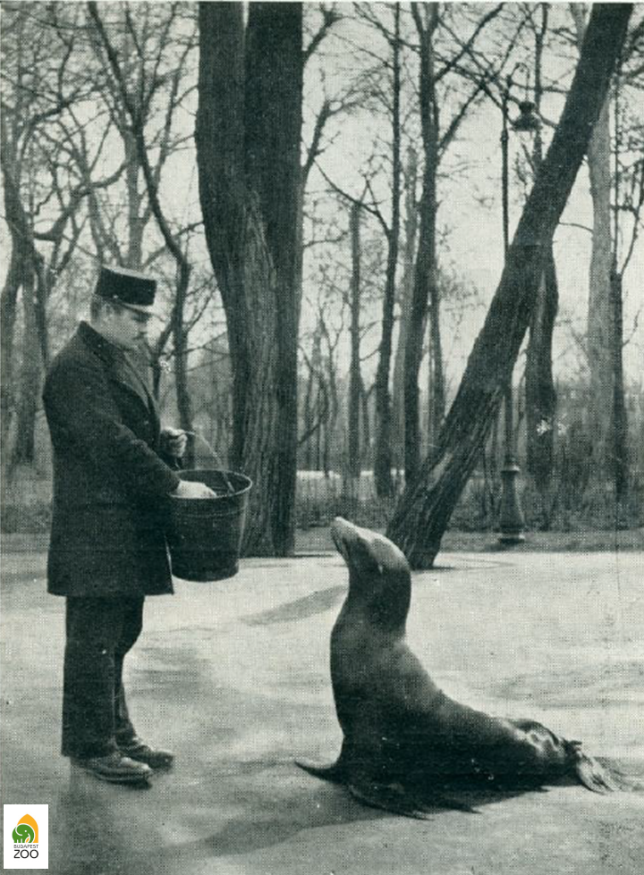 A második világháború előtti idők egyik utolsó oroszlánfókája gondozójával (1941). Haller László felvétele 