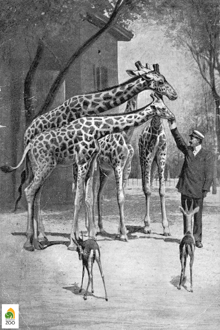 Az 1911-ben érkezett zsiráfok Bánó Dezsővel, az Emlősosztály akkori felügyelőjével