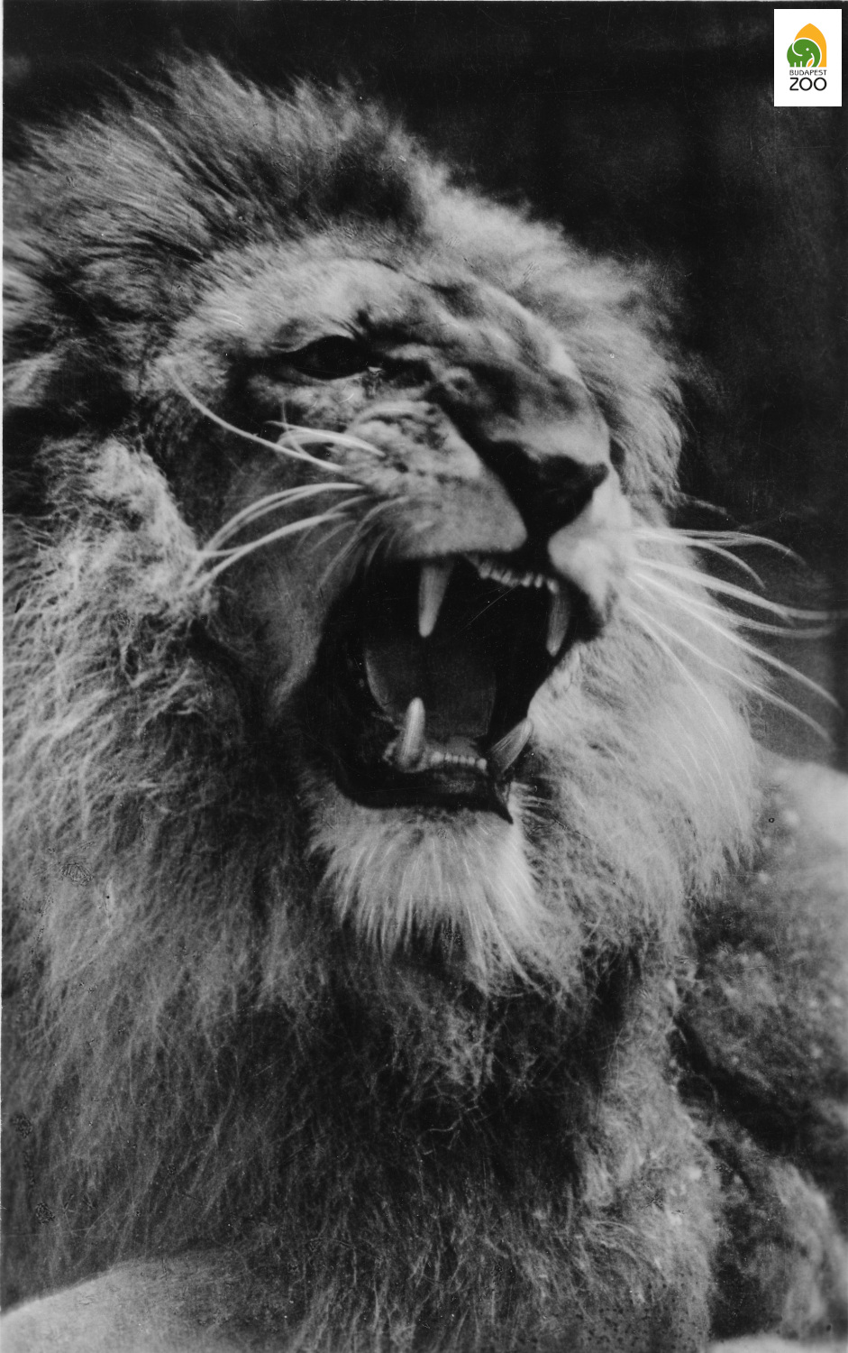 07 - Hölzel Gyula koszorús fényképészmester, az Állatkert egykori fotósának híres oroszlán portréja az 1950-es évekből, amellyel még díjat is nyert
