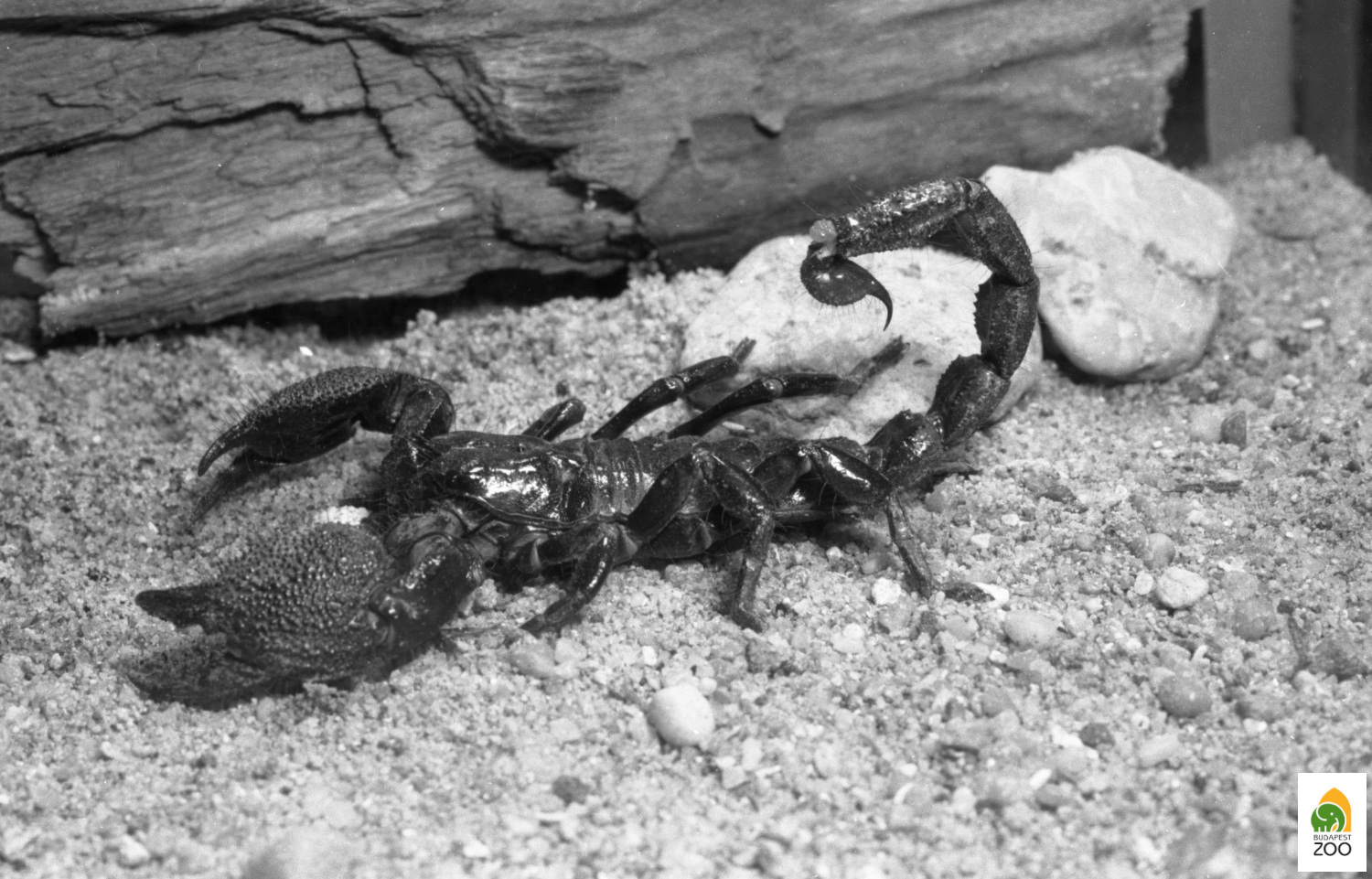 08 – A Kenyából érkezett afrikai óriás skorpiónak sok csodálója akadt. Kapocsy György felvétele 