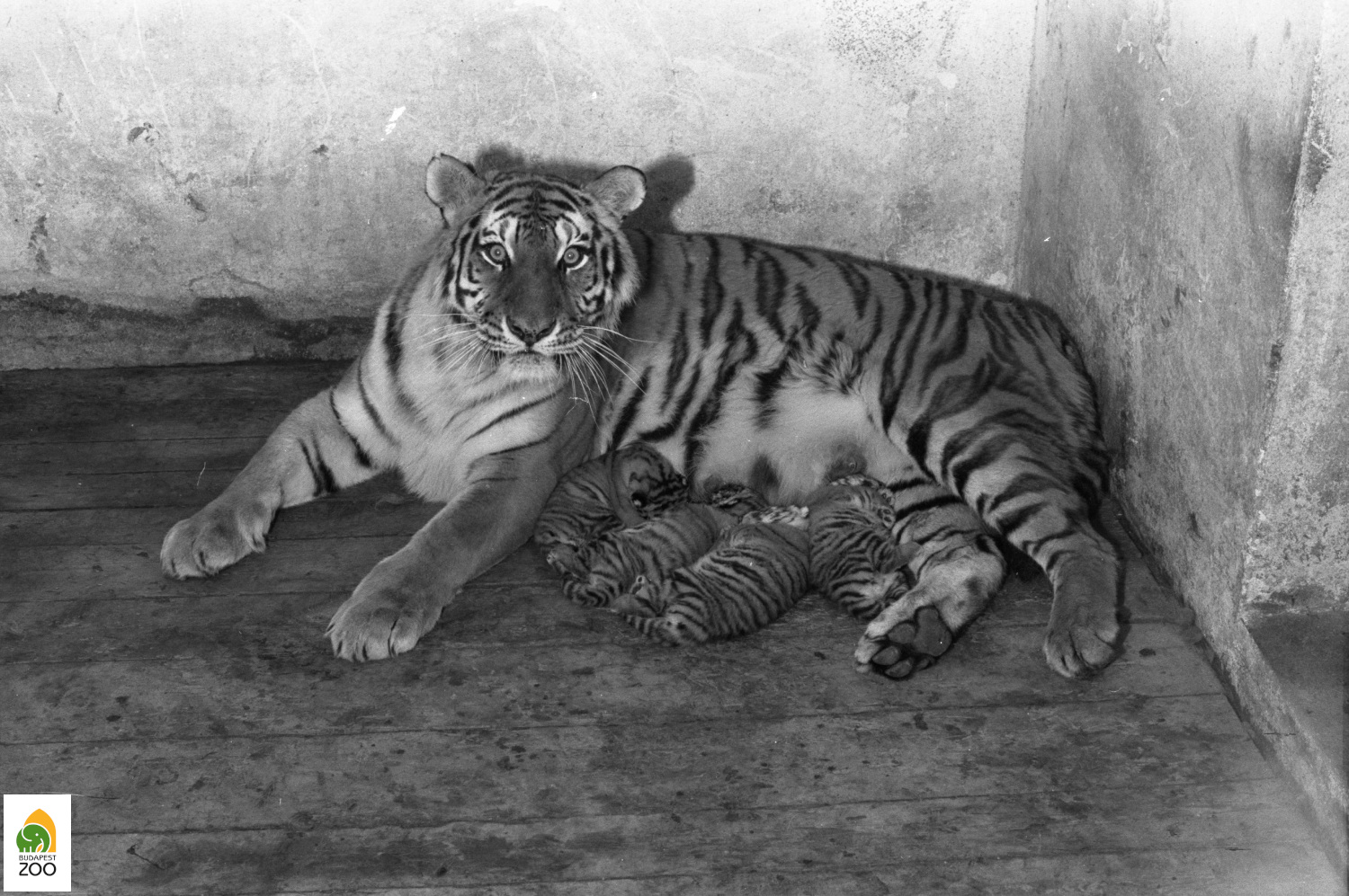 Bolygó, a szibériai tigris 1978-ban született kölykeivel. Kapocsy György felvétele 